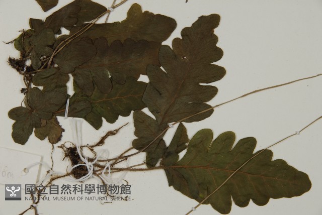 地耳蕨藏品圖，第7張