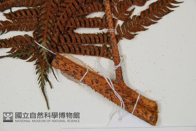 筆筒樹藏品圖，第3張
