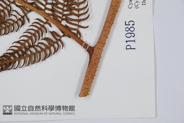 筆筒樹藏品圖，第3張