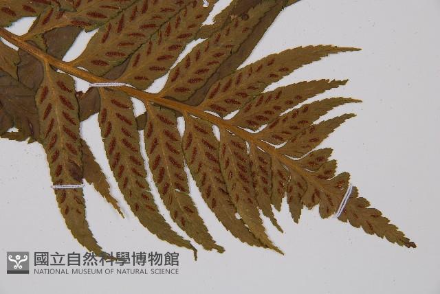萊氏鐵角蕨藏品圖，第4張