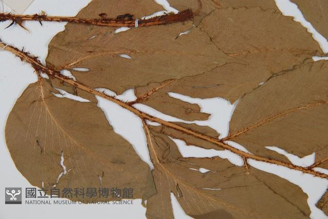 大葉貫眾蕨藏品圖，第4張