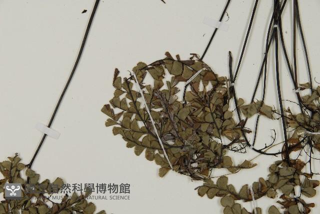 長刺鐵線蕨藏品圖，第4張