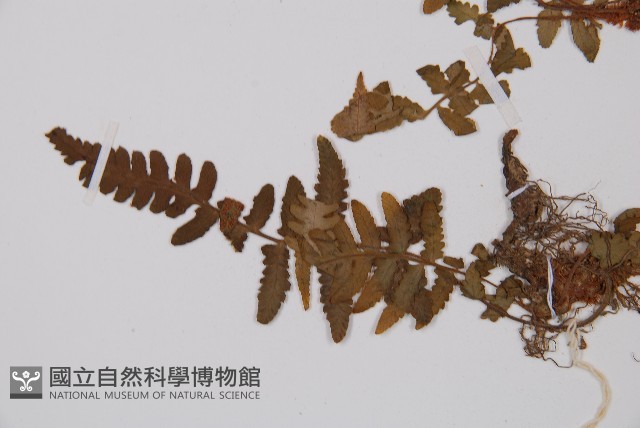 毛軸假蹄蓋蕨藏品圖，第4張