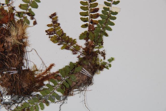 紅苞蹄蓋蕨藏品圖，第4張