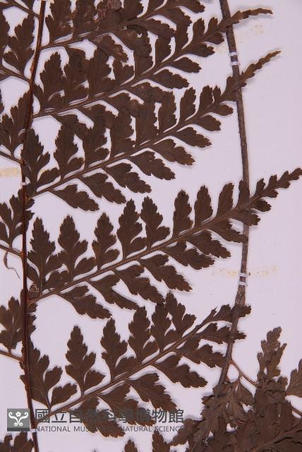 大鐵角蕨藏品圖，第4張