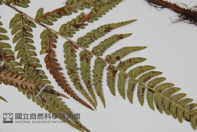 南海鱗毛蕨藏品圖，第4張
