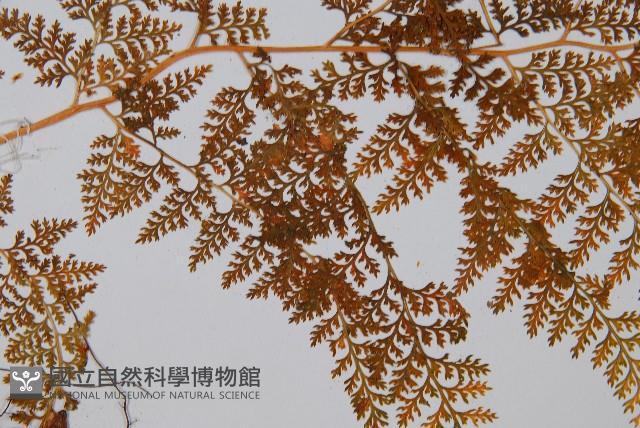 美小膜蓋蕨藏品圖，第4張