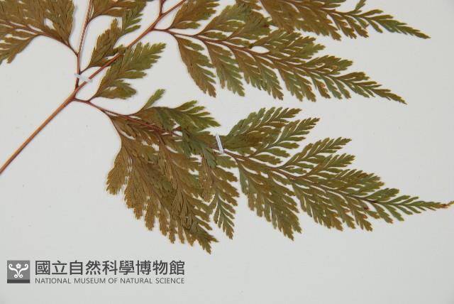 海州骨碎補藏品圖，第4張