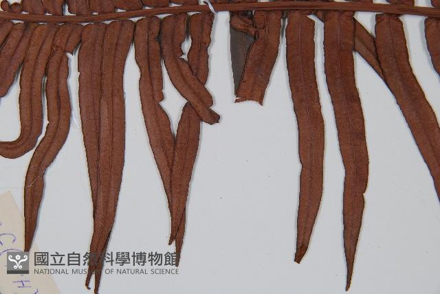 石松藏品圖，第4張