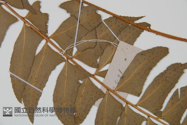 鐮羽貫眾藏品圖，第4張