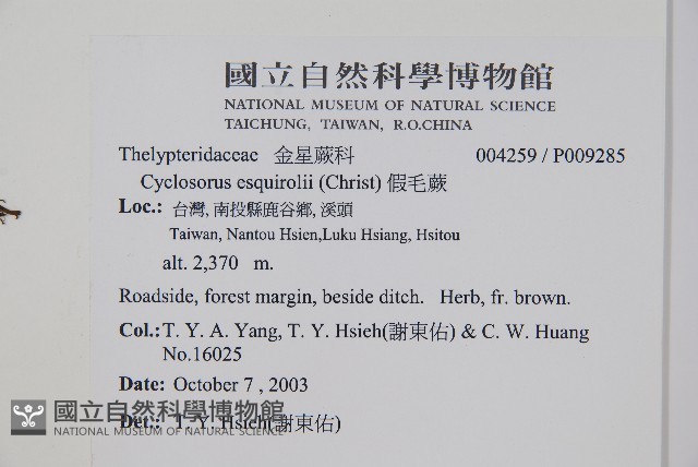 假毛蕨藏品圖，第4張