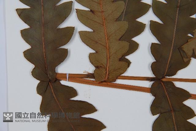 日本狗脊蕨藏品圖，第4張