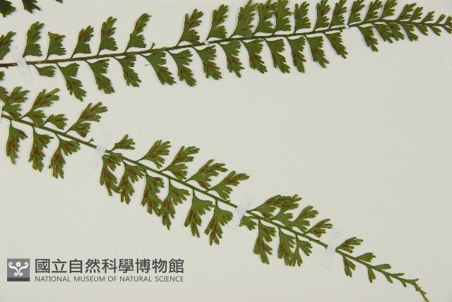鱗柄鐵角蕨藏品圖，第4張