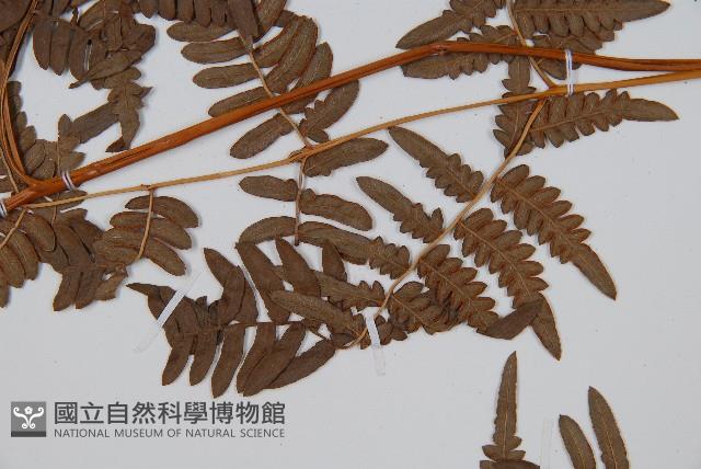 蕨藏品圖，第4張