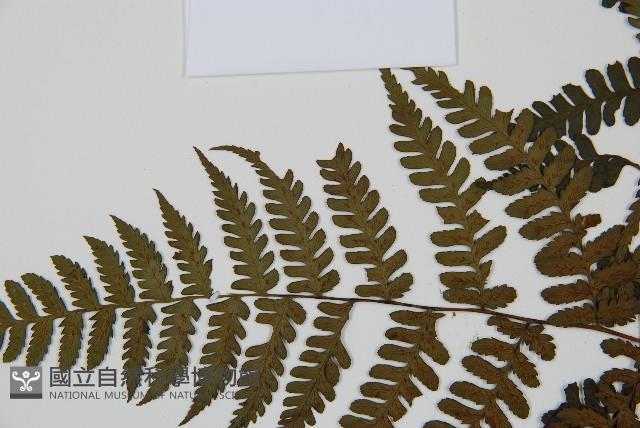 川上氏雙蓋蕨藏品圖，第4張