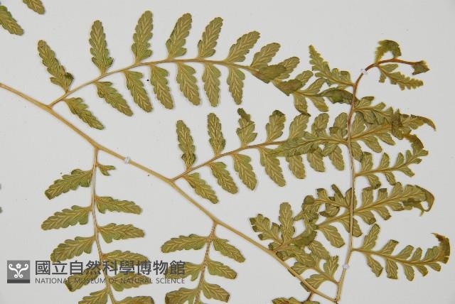 花蓮蹄蓋蕨藏品圖，第4張