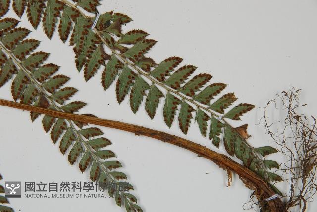 屋久複葉耳蕨藏品圖，第4張