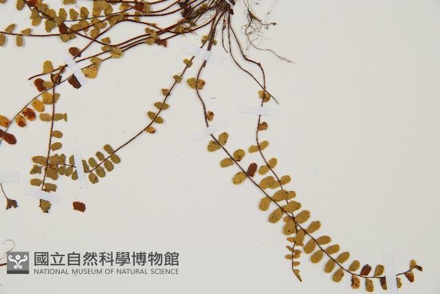 鐵角蕨藏品圖，第4張