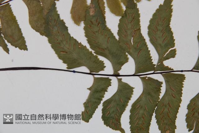 單邊鐵角蕨藏品圖，第4張