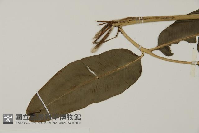 全緣鳳丫蕨藏品圖，第4張