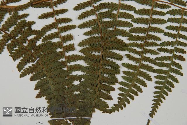 對生蹄蓋蕨藏品圖，第4張