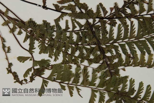 鞭葉鐵線蕨藏品圖，第4張
