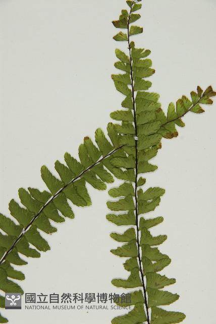 生芽鐵角蕨藏品圖，第4張