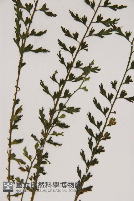 鱗柄鐵角蕨藏品圖，第4張