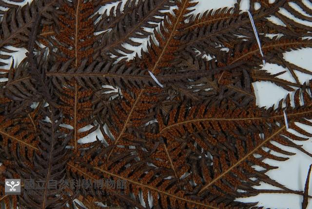 金狗毛蕨藏品圖，第4張