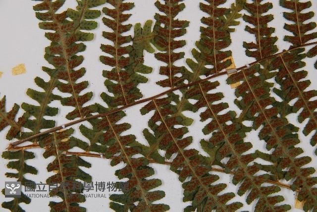 亞蹄蓋蕨藏品圖，第7張