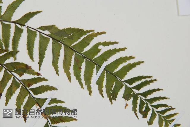 單邊鐵角蕨藏品圖，第4張