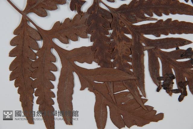 臺灣狗脊蕨藏品圖，第3張