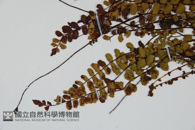 鐵角蕨藏品圖，第4張