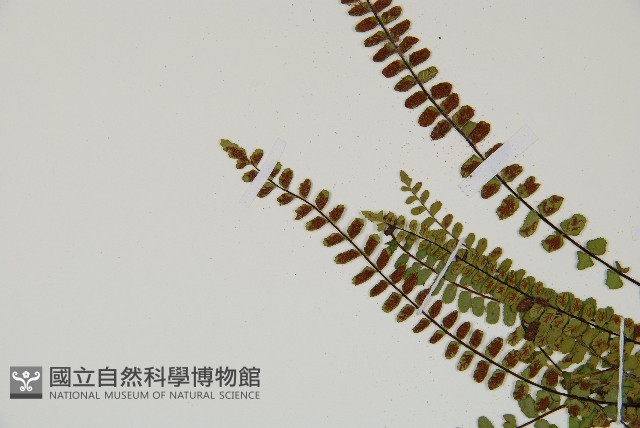 鐵角蕨藏品圖，第4張