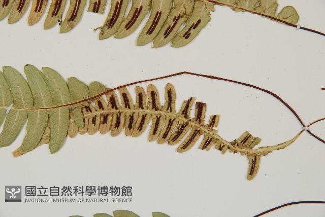 雉尾烏毛蕨藏品圖，第4張