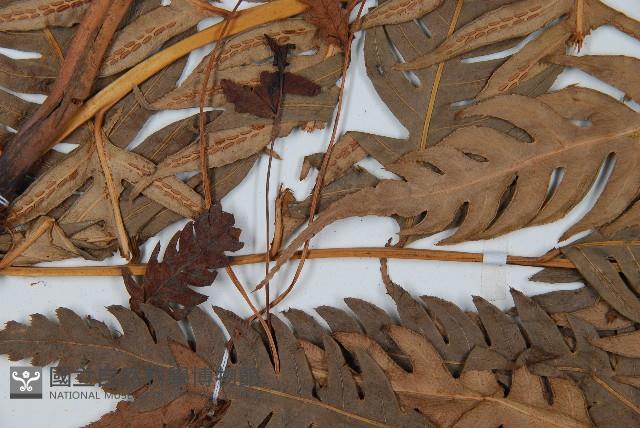 生芽狗脊蕨、頂芽狗脊蕨藏品圖，第4張