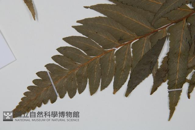 邊緣鱗蓋蕨藏品圖，第4張