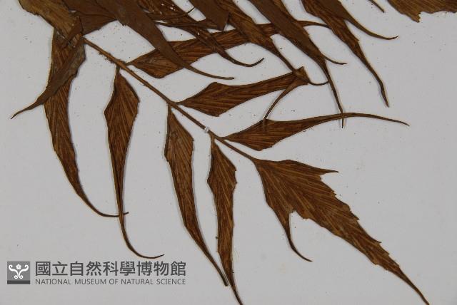 革葉鐵角蕨藏品圖，第3張