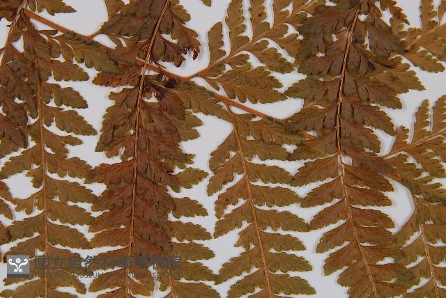 粗毛鱗蓋蕨藏品圖，第4張