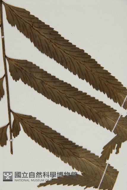 登錄號:P010024藏品圖，第4張