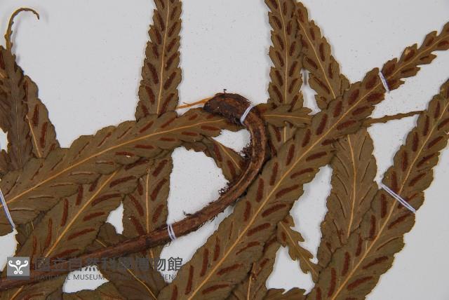 Accession Number:P008724 Collection Image, Figure 4, Total 4 Figures