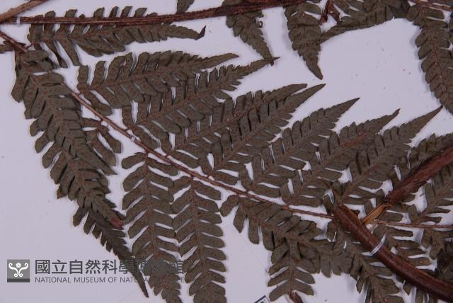 肋毛蕨藏品圖，第4張