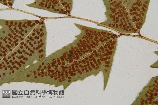 細齒貫眾蕨藏品圖，第4張