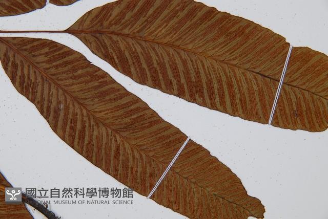 細柄雙蓋蕨藏品圖，第4張