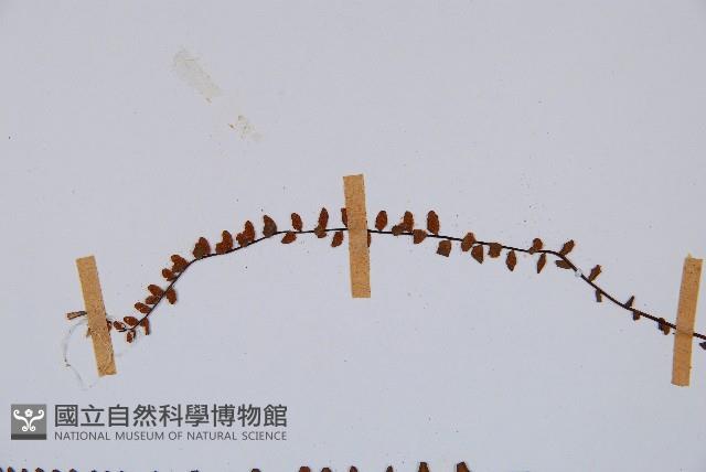 鐵角蕨藏品圖，第4張