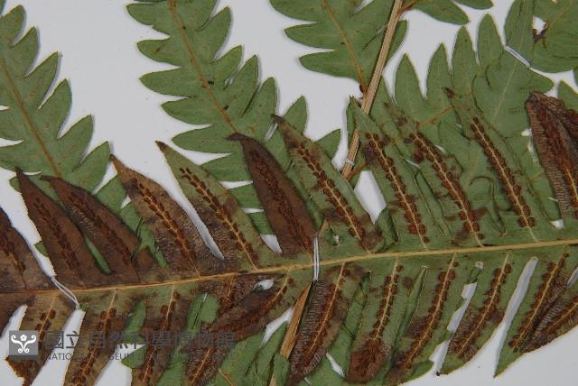 東方狗脊蕨藏品圖，第4張