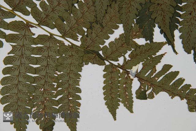 德氏雙蓋蕨藏品圖，第4張