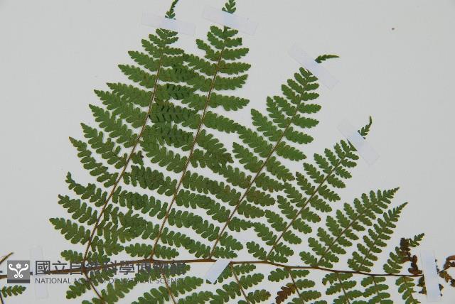 黑鱗短腸蕨藏品圖，第4張