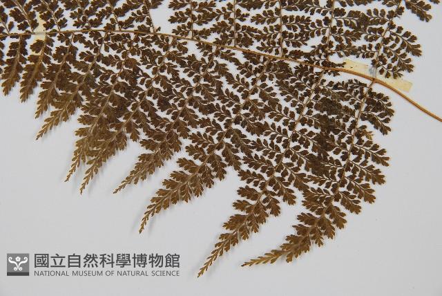 稀子蕨藏品圖，第4張