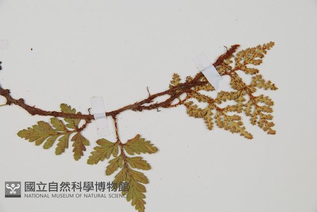 鱗葉陰石蕨藏品圖，第4張